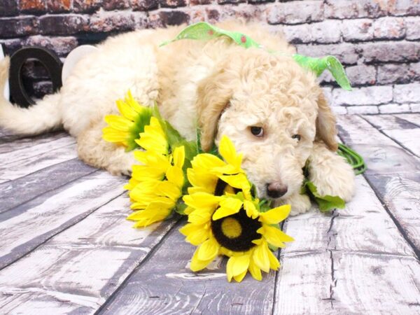 F1B Goldendoodle DOG Female Gold 16013 Petland Wichita, Kansas