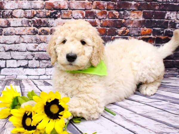 F1B Goldendoodle-DOG-Male-Gold-16011-Petland Wichita, Kansas