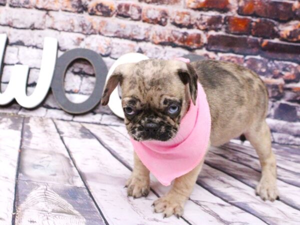 Pug DOG Female One Blue Eye Fawn Merle 16009 Petland Wichita, Kansas