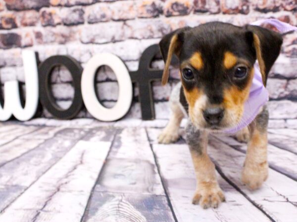 Beagle-DOG-Female-Black Tri-16007-Petland Wichita, Kansas