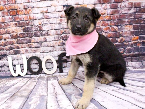 German Shepherd-DOG-Female-Black & Tan-16005-Petland Wichita, Kansas