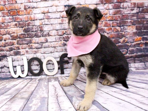 German Shepherd DOG Female Black & Tan 16005 Petland Wichita, Kansas