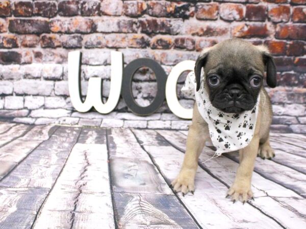 Pug-DOG-Male-Dark Fawn-16008-Petland Wichita, Kansas