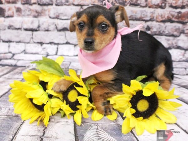 Chorkie DOG Female Black & Tan 16049 Petland Wichita, Kansas