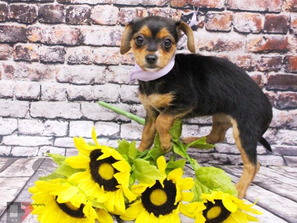 Chorkie DOG Female Black & Tan 16051 Petland Wichita, Kansas