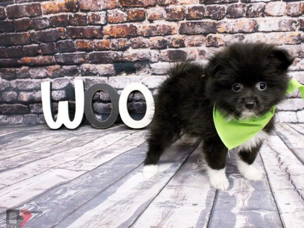 Eskipom-DOG-Female-Black & White-16045-Petland Wichita, Kansas