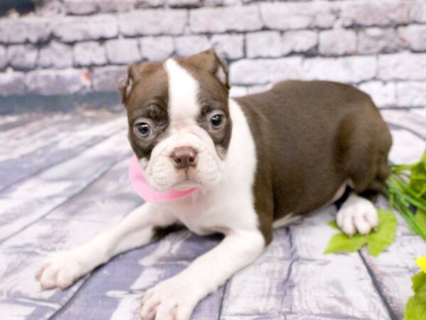 Boston Terrier DOG Female Chocolate & White 16040 Petland Wichita, Kansas