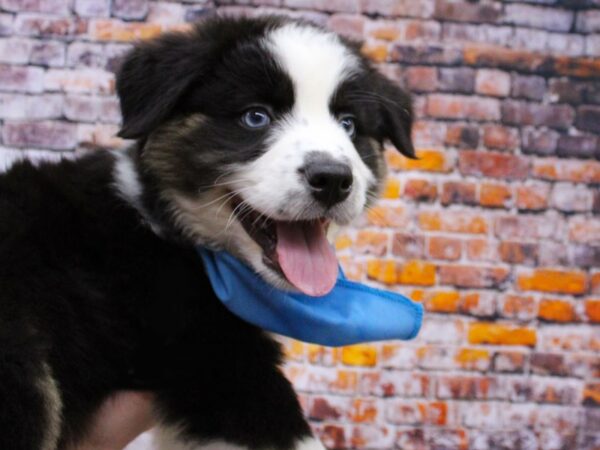 Australian Shepherd DOG Male Black Tri w/Blue Eyes 16038 Petland Wichita, Kansas