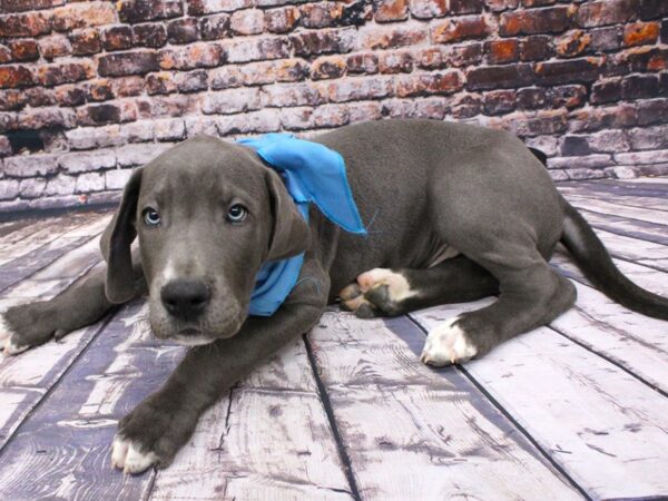 Great Dane DOG Male Blue w/White Chest/Toes 16036 Petland Wichita, Kansas