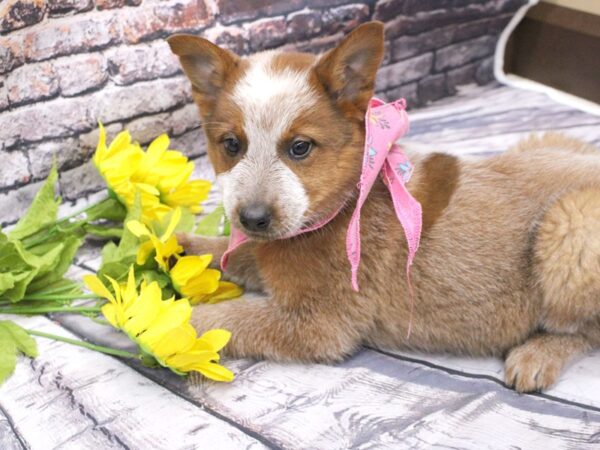 Red Heeler-DOG-Female-Red Heeler-16028-Petland Wichita, Kansas