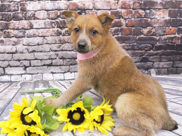 Red Heeler-DOG-Female-Red Heeler-16026-Petland Wichita, Kansas