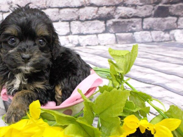 Toy Cockapoo DOG Female Phantom 16021 Petland Wichita, Kansas