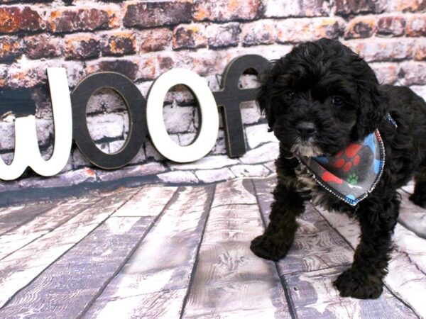 Toy Cockapoo DOG Male Phantom 16019 Petland Wichita, Kansas