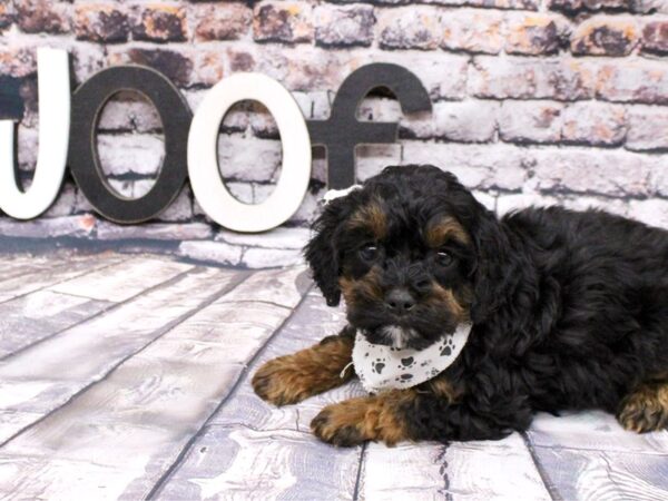 Toy Cockapoo-DOG-Male-Phantom-16017-Petland Wichita, Kansas