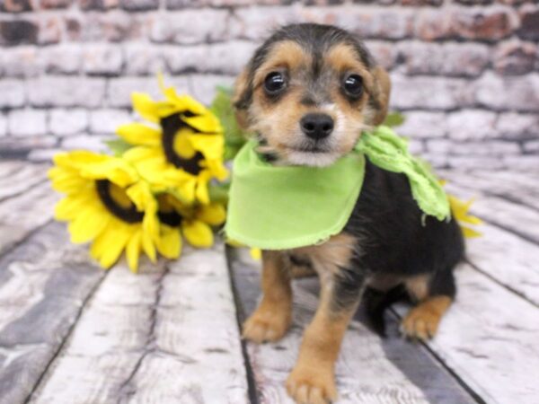 Chorkie DOG Female Black & Tan 16050 Petland Wichita, Kansas