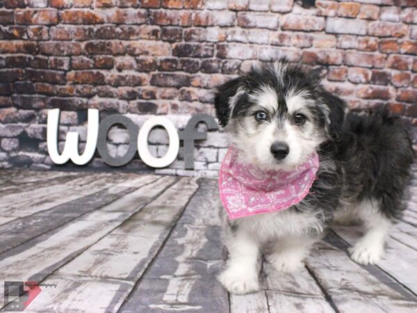 Mini Huskydoodle-DOG-Female-Black & White with one blue eye-16048-Petland Wichita, Kansas