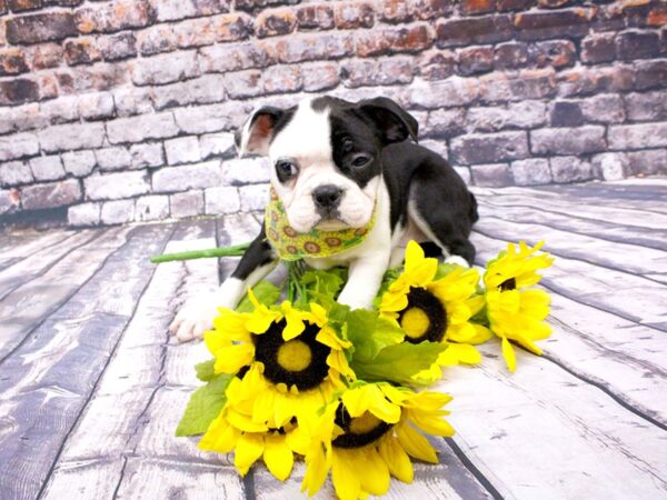 Boston Terrier DOG Female Black & White 16041 Petland Wichita, Kansas