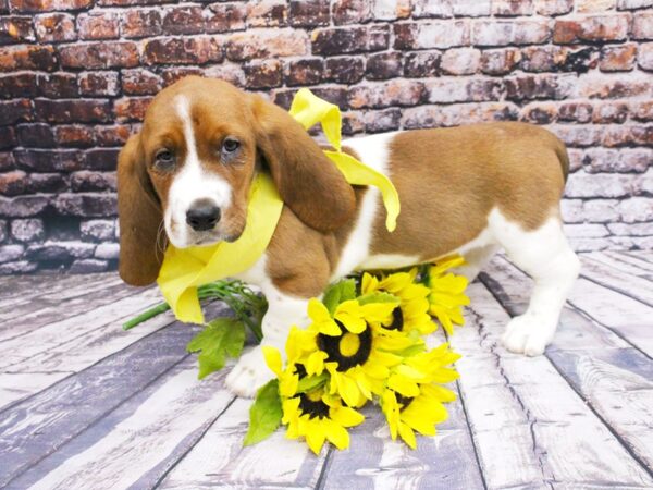 Basset Hound DOG Female Red & White 16039 Petland Wichita, Kansas