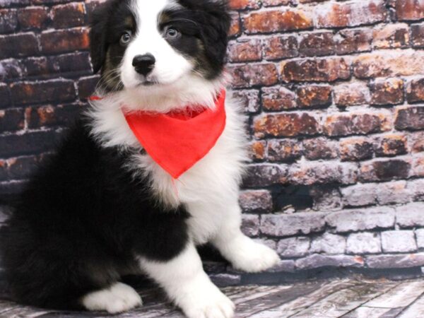 Australian Shepherd DOG Male Black Tri w/Hazel Eyes 16037 Petland Wichita, Kansas