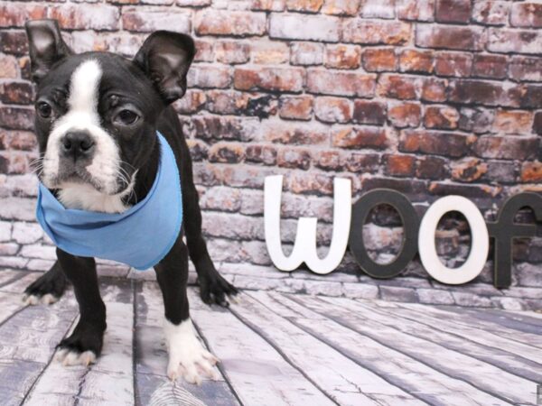 Boston Terrier DOG Male Black & White 16033 Petland Wichita, Kansas