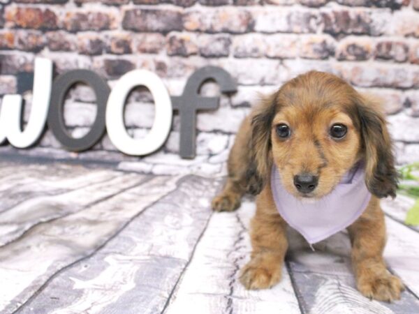 Miniature Dachshund DOG Female Long Haired - Red Brindle 16031 Petland Wichita, Kansas