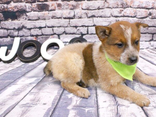 Red Heeler-DOG-Female-Red Heeler-16029-Petland Wichita, Kansas