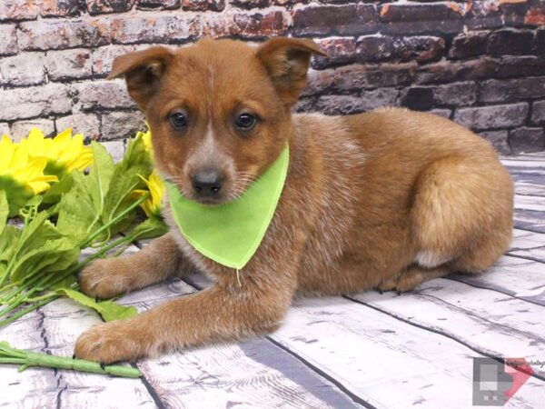 Red Heeler DOG Female Red Heeler 16025 Petland Wichita, Kansas