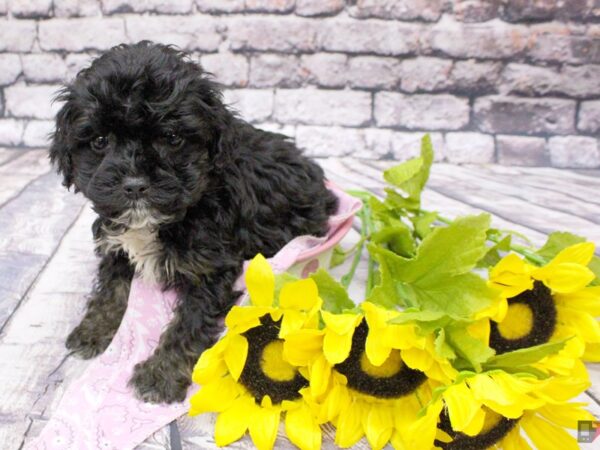 Toy Cockapoo DOG Female Phantom 16022 Petland Wichita, Kansas