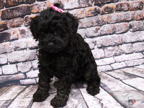 Toy Cockapoo DOG Female Phantom 16020 Petland Wichita, Kansas