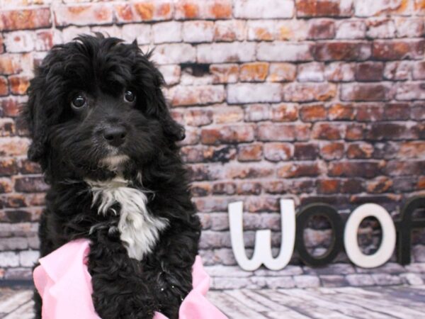 Miniature Aussiedoodle DOG Female Black 16032 Petland Wichita, Kansas