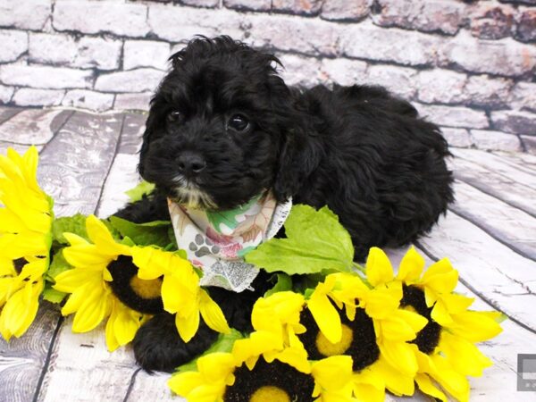 Toy Cockapoo-DOG-Male-Phantom-16018-Petland Wichita, Kansas