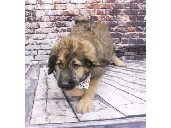 Keeshdoodle DOG Male Dark Sable 16091 Petland Wichita, Kansas