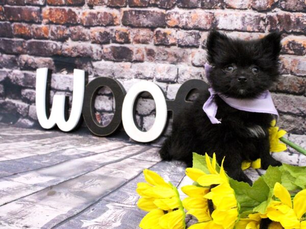 Pomeranian-DOG-Female-Black-16089-Petland Wichita, Kansas