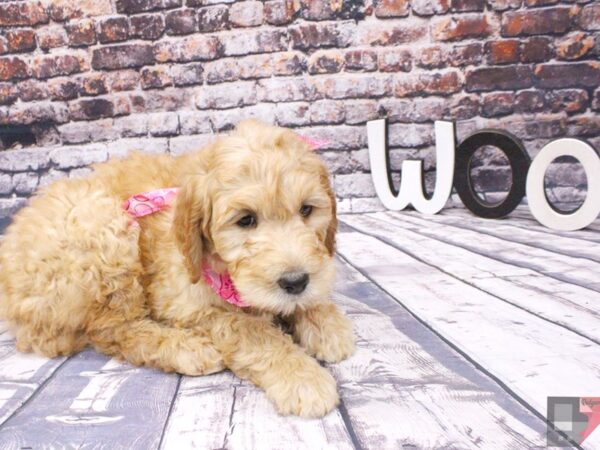 F1B Goldendoodle DOG Female Gold 16087 Petland Wichita, Kansas