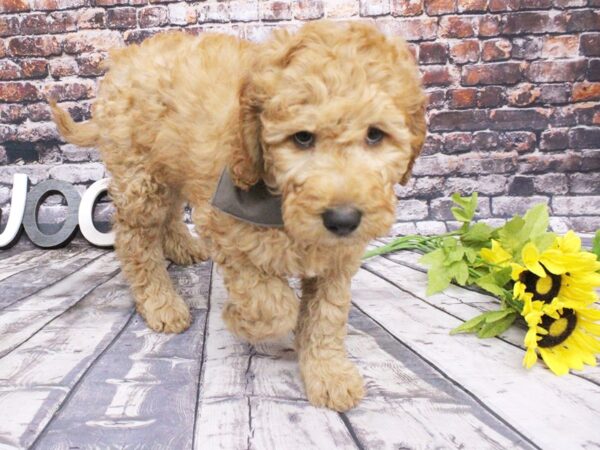 F1B Goldendoodle DOG Male Red 16085 Petland Wichita, Kansas