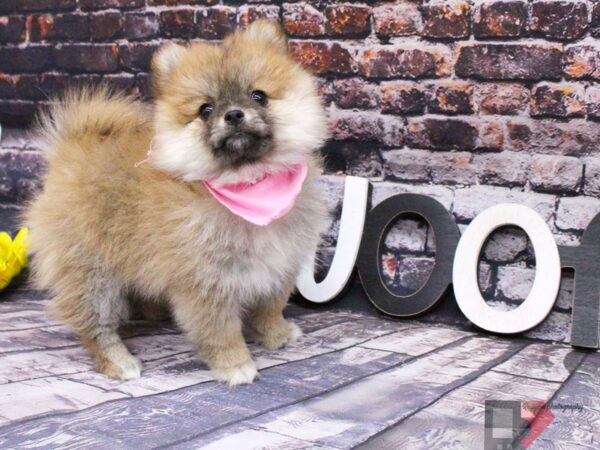 Pomeranian DOG Female Sable 16090 Petland Wichita, Kansas