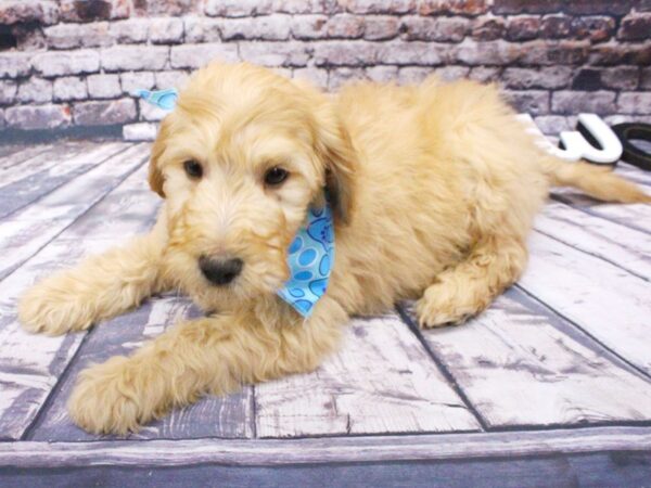 2nd Generation Goldendoodle-DOG-Male-Gold-16088-Petland Wichita, Kansas