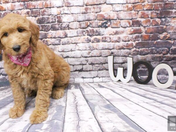 F1B Goldendoodle DOG Female Red 16086 Petland Wichita, Kansas