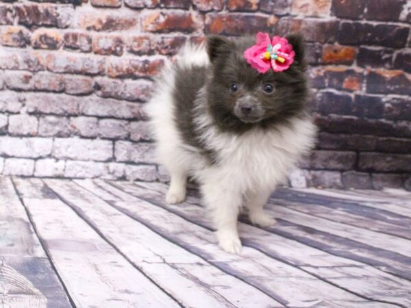 Pomeranian-DOG-Female-Blue Parti-16084-Petland Wichita, Kansas