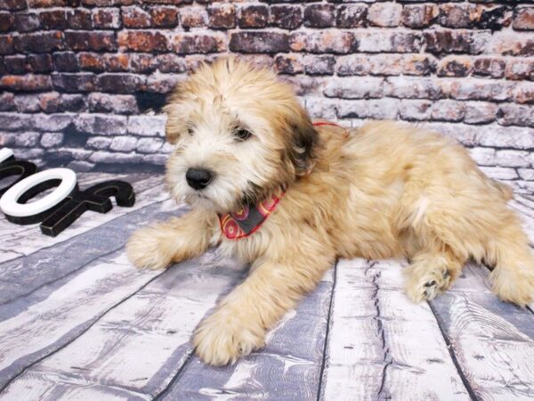 Soft Coated Wheaten Terrier DOG Female Wheaten 16083 Petland Wichita, Kansas