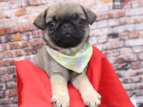 Pug DOG Female Fawn 16082 Petland Wichita, Kansas