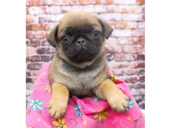 Pug-DOG-Female-Apricot-16081-Petland Wichita, Kansas