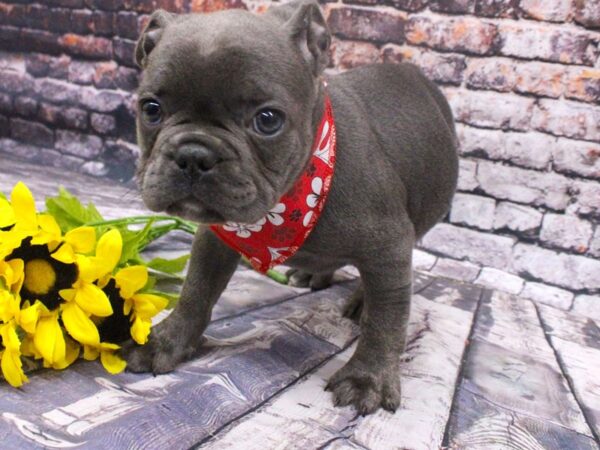 French Bulldog DOG Male Blue w/White on Chest 16080 Petland Wichita, Kansas