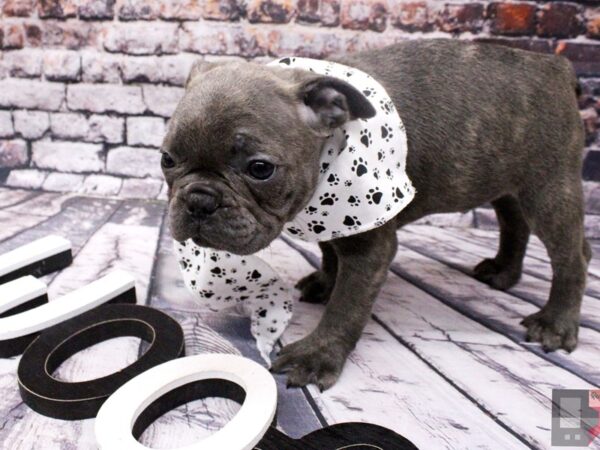 French Bulldog-DOG-Male-Blue Brindle-16079-Petland Wichita, Kansas