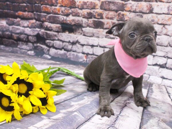 French Bulldog-DOG-Female-Blue-16078-Petland Wichita, Kansas