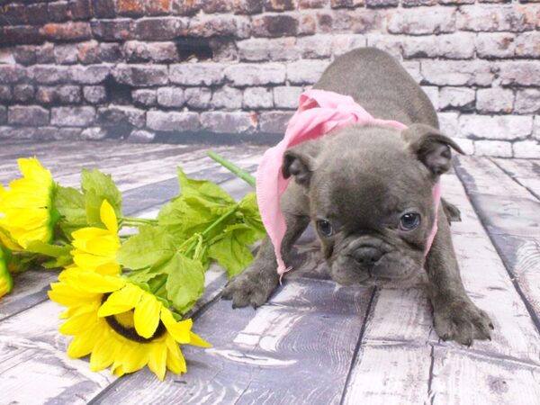 French Bulldog DOG Female Blue Brindle 16077 Petland Wichita, Kansas