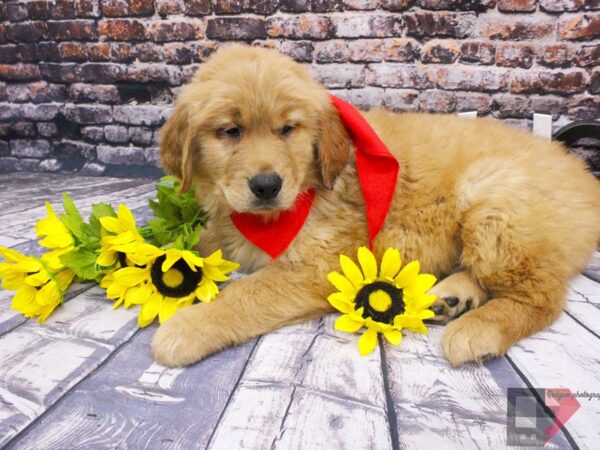 Golden Retriever DOG Male Gold 16076 Petland Wichita, Kansas