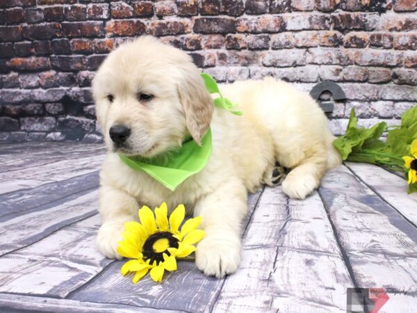 Golden Retriever DOG Male Gold 16075 Petland Wichita, Kansas