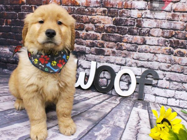 Golden Retriever DOG Male Gold 16074 Petland Wichita, Kansas