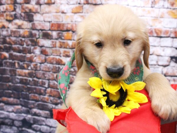 Golden Retriever DOG Male Gold 16072 Petland Wichita, Kansas